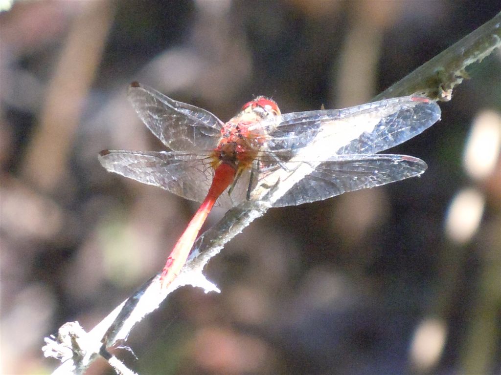 Sympetrum?